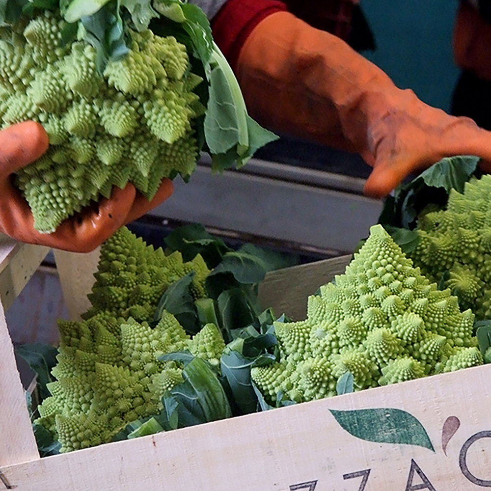 Agizza_cavolo_romanesco3