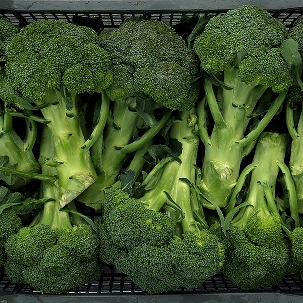 Agizza_cavoli_broccoli3